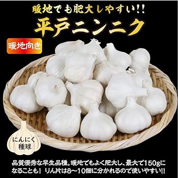 Amazon.co.jp: ニンニク 種球 平戸 500g / 国華園 24年秋商品 : DIY